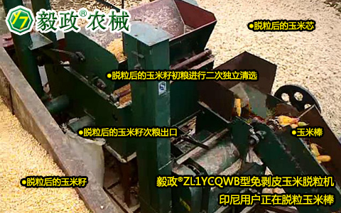 毅政牌ZL1YCQWB型免剝皮玉米脫粒機在東南亞某國對無皮玉米棒進(jìn)行脫粒清選裝車作業(yè)